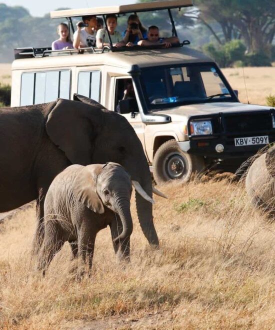 8 Days Kenya Safari – A